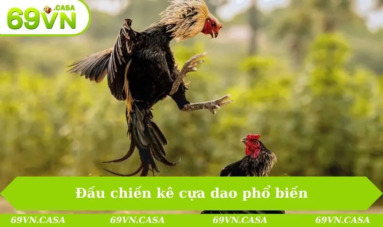Đấu chiến kê cựa dao phổ biến