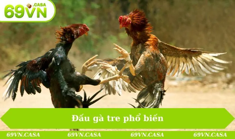 Đấu gà tre phổ biến