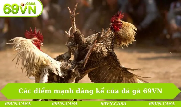 Các điểm mạnh đáng kể của đá gà 69VN